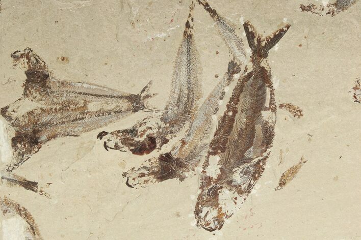 Six, Excellent, Cretaceous Fossil Fish - Hakel, Lebanon #201381